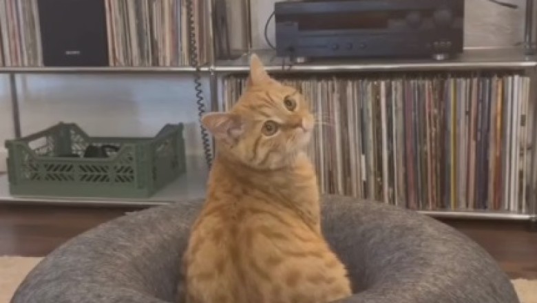 Cat Boss: Owner Builds Skin House for Feline Ruler!