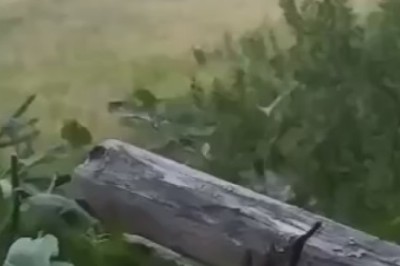 Caught on Candid Camera: Bears Steal the Show in the Wilderness!