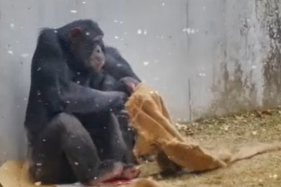 Chillin' Gorillas: Watch in Ape-lation as Gorilla Gang Braves Sub-Zero Temperatures!