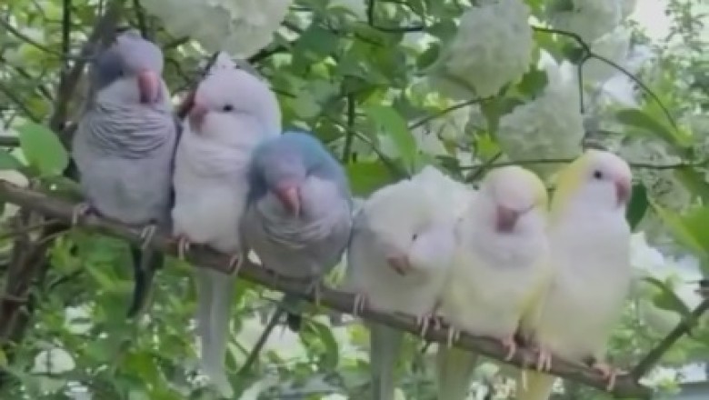 Chirp-tastic Charm: Mesmerizing Canaries Sing and Soar in Stunning Avian Symphony!