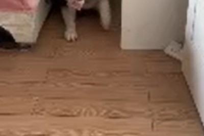 Doggone Clever: Watch as Sneaky Pooch Pulls off the Ultimate Money Heist on Owner!