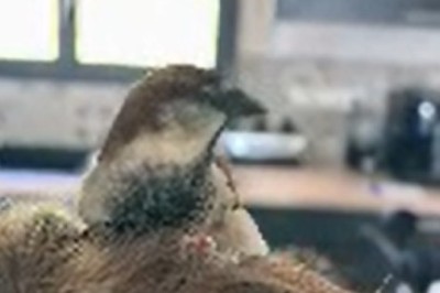 Feathered Friends Forever: The Hilarious Adventures of a Bird and Its Human Sidekick!