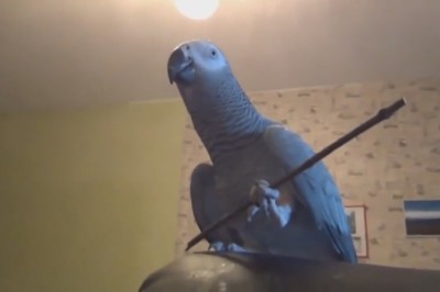 Hilarious Parrot Shares Cooking Secrets in Side-Splitting Video!