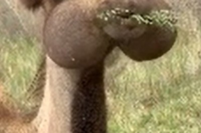 Hump Day Hilarity: Camel Discovers Its Favorite Food & Has a Meltdown!