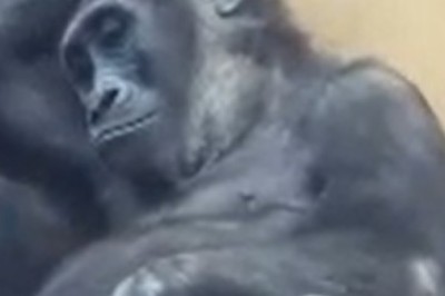 Lost in Translation: Watch a Confused Gorilla Try to Make Sense of Human World!
