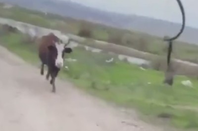 Moo-ve Over, Mom! Hilarious Newborn Cow Chases Owner in Adorable Calf Pursuit!