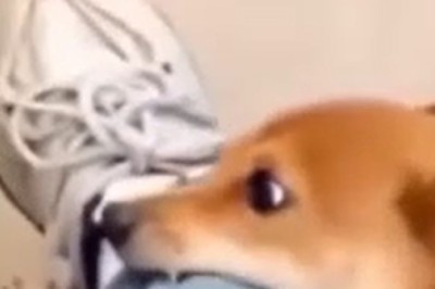 Pawlice Paws and Order: Hilarious Hijinks Ensue as Doggy Detective Joins Police Squad!