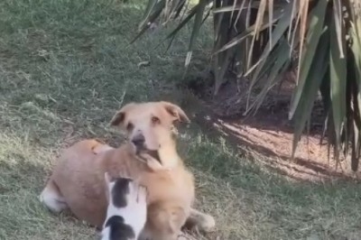 Paws and Play: Hilarious Cat-Dog Duo Steals Hearts in Ultimate Friendship Fiasco!