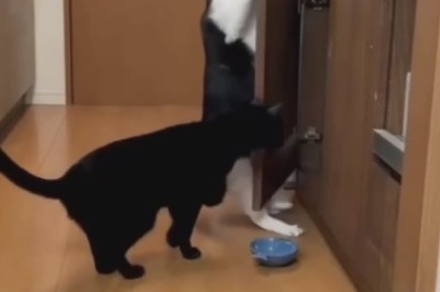 Pawsitively Clever: Watch These Crafty Cats Master the Art of Opening Doors!