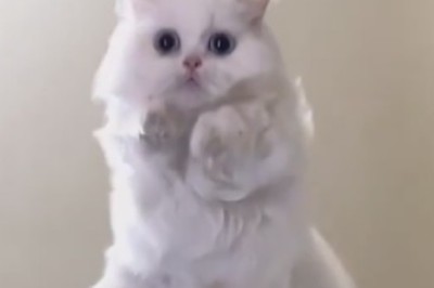 Purr-fectly Hilarious: Kitten's Comedy Show Steals the Spotlight!