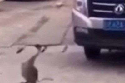 Quacktastic Chaos: Duck Literally Stops Traffic In Hilarious Video!