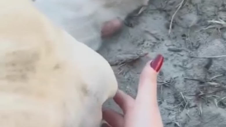 Roar with Laughter: Lion and Owner's Unbreakable Bond Takes the Internet by Storm!