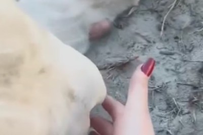 Roar with Laughter: Lion and Owner's Unbreakable Bond Takes the Internet by Storm!