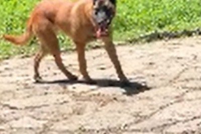 Tail-Wagging Tales: The Paw-some Adventures of a Shepherd Dog Family!