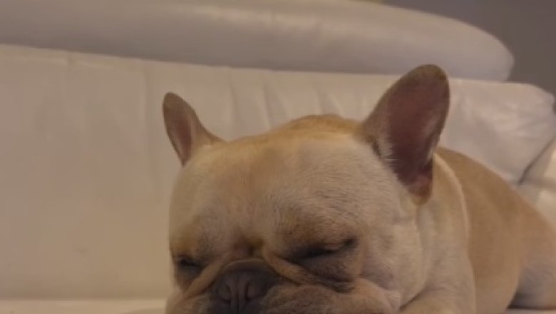 Tiny Paws, Big Dreams: Adorable Small Dog Takes Nap Time to Hilarious Heights!