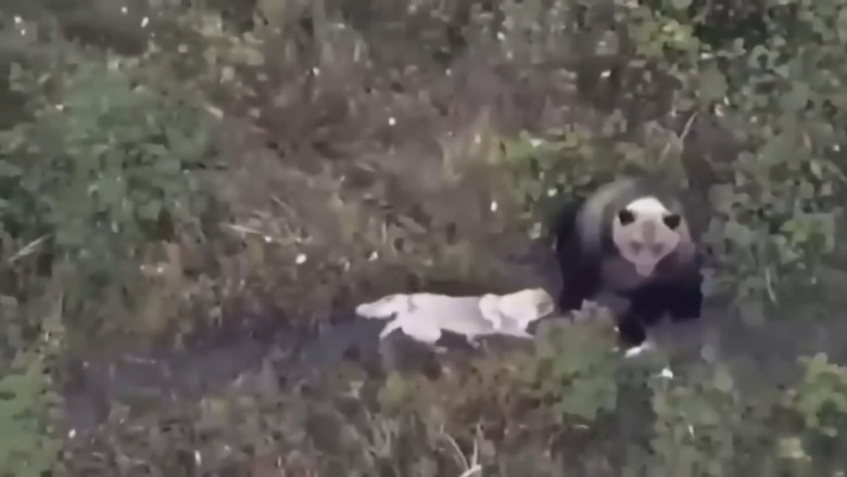 Wilderness Paw-tners: Dog Joins Bear Buddies on Adventure!