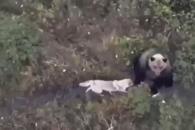 Wilderness Paw-tners: Dog Joins Bear Buddies on Adventure!