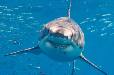 Debunking Shark Myths: Unveiling the Truths Behind These Fascinating Sea Creatures