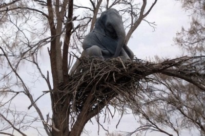Elephant Drama Unfolds: Ranger Climbs Tree as Calf Refuses to Descend