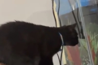 Hilarious Cat vs Fish Tank Showdown!