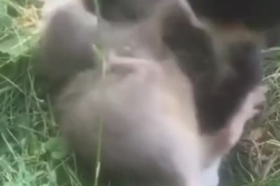 Cat vs. Mouse: The Ultimate Comedy Showdown!