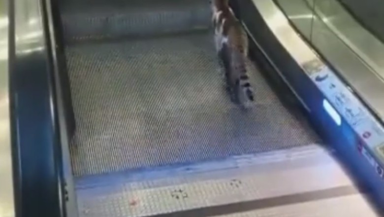 Pawsitively Hilarious Fail! Watch This Cat Miss the Escalator