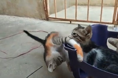 Adorable Chaos: Funny Kitten's Epic Mishaps!