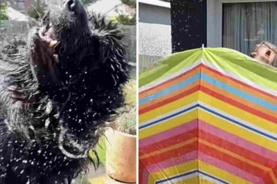 Burt the Magnificent: Hilarious Video of Giant Furry Dog Making a Splash!