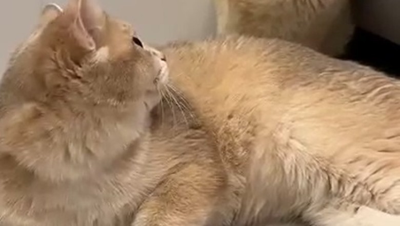 Double Trouble: The Hilarious Adventures of 2 Mischievous Cats!