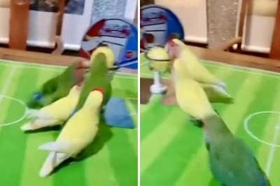 Feathered Frenzy: Birds Soar in Epic Basketball Showdown That Will Leave You Spellbound!