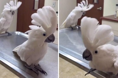 Feathered Frenzy: Cockatiels Dance to Taylor Swift in Infectiously Hilarious Video!