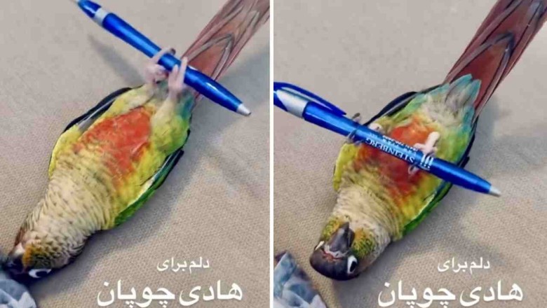 Hilarious Feathery Fitness: Bird's Dumbbell Sit-Ups Spark Laughter Frenzy Online!