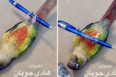 Hilarious Feathery Fitness: Bird's Dumbbell Sit-Ups Spark Laughter Frenzy Online!