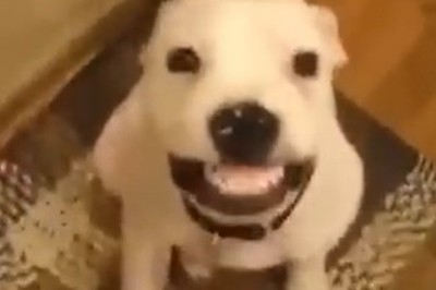 Hilarious Showdown: Funny Dog vs Sneaky Cat!