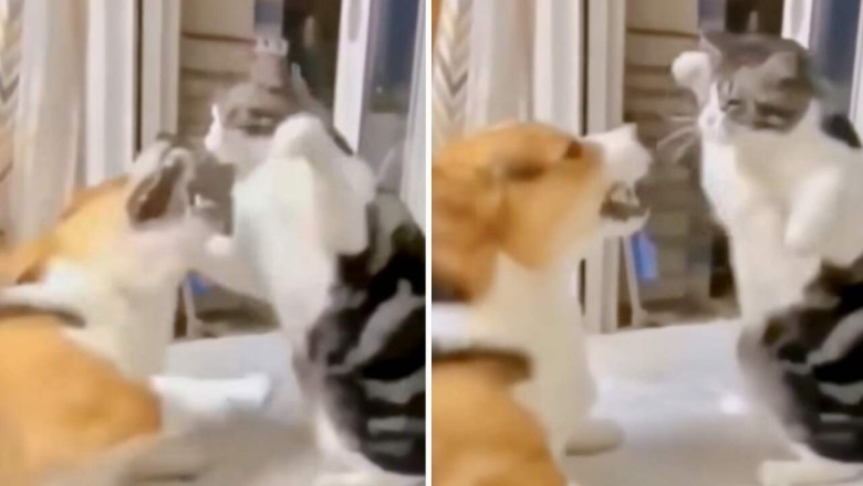 Pet Follies: Dogs and Cats in Hilariously Chaotic Encounters!