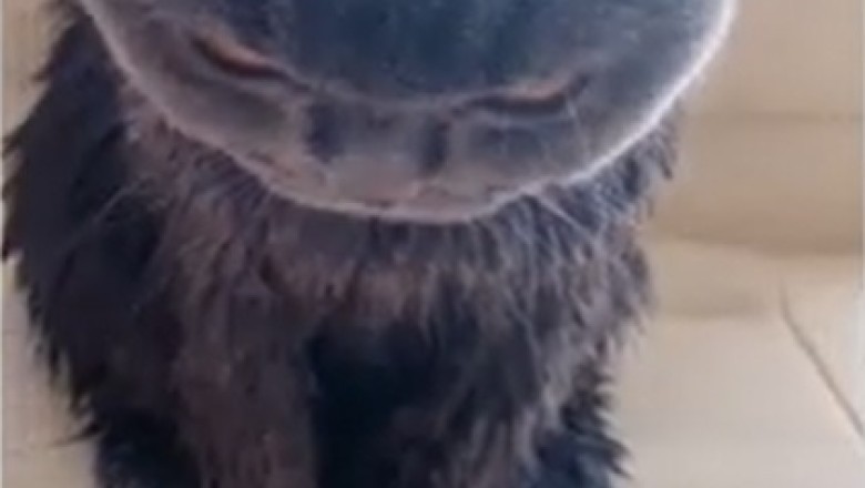 Pets Gone Wild: The Top 10 Funniest Moments Caught on Camera!