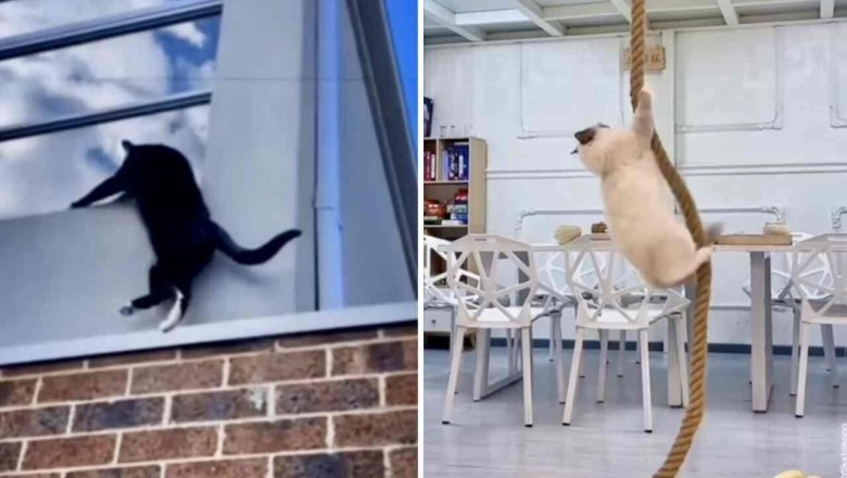 Purr-fectly Hilarious: Cats Defy Physics and Leave the Internet in Stitches!