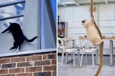 Purr-fectly Hilarious: Cats Defy Physics and Leave the Internet in Stitches!