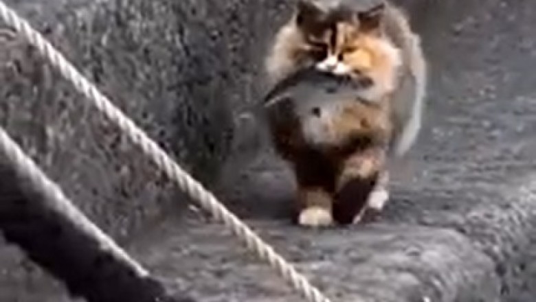 Rolling in the Laughter: The Ultimate Funny Pet Compilation!