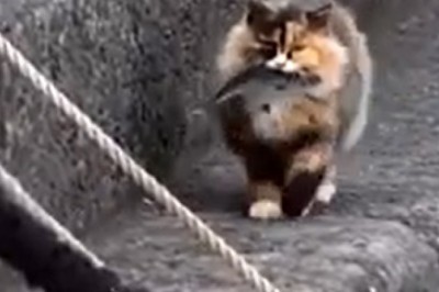 Rolling in the Laughter: The Ultimate Funny Pet Compilation!