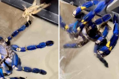 Spellbinding Showdown: Giant Spider vs. Helpless Cricket - Don't Blink!