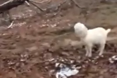 These Funny Pets Will Make Your Day! Get Ready to Laugh Uncontrollably!