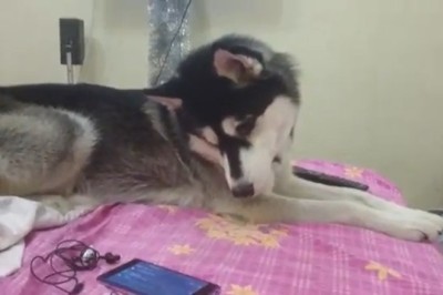 Watch This Hilarious Video of a Dog’s Best Wolf Impression!