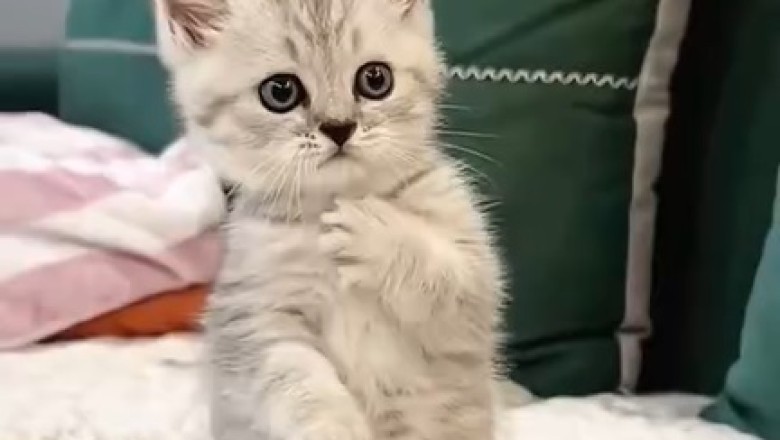 Adorable Kitten's Hilarious Antics Will Brighten Your Day