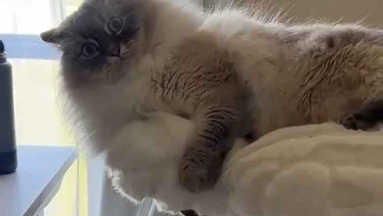 Fur-ious Feline Frenzy: Watch This Angry Cat's Hilarious Temper Tantrums Unfold!