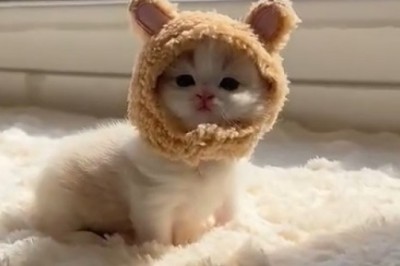 Heartwarming Delight: Mother Cat Teaches Tiny Kitten the Ropes!