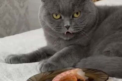 Hilarious Cat Declares War on Shrimp: The Epic Battle of Feline vs. Seafood!