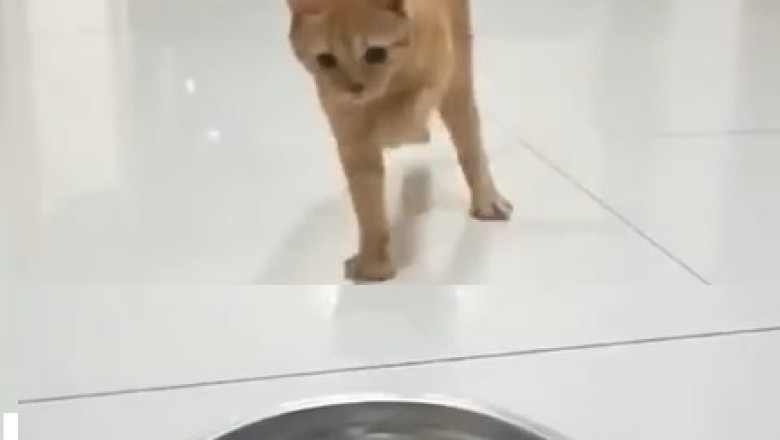Hilarious Cat Throws Epic Tantrum While Being Served Food!