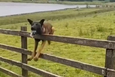 Hilarious Dog Fails: Watch This Pawsome Pup's Epic Comedy Show!