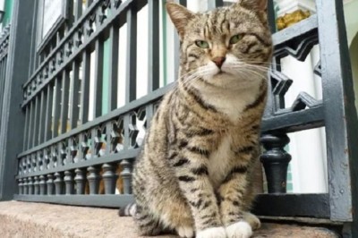 The Beauty of Ordinary Cats: Unveiling the Extraordinary in the Everyday Feline